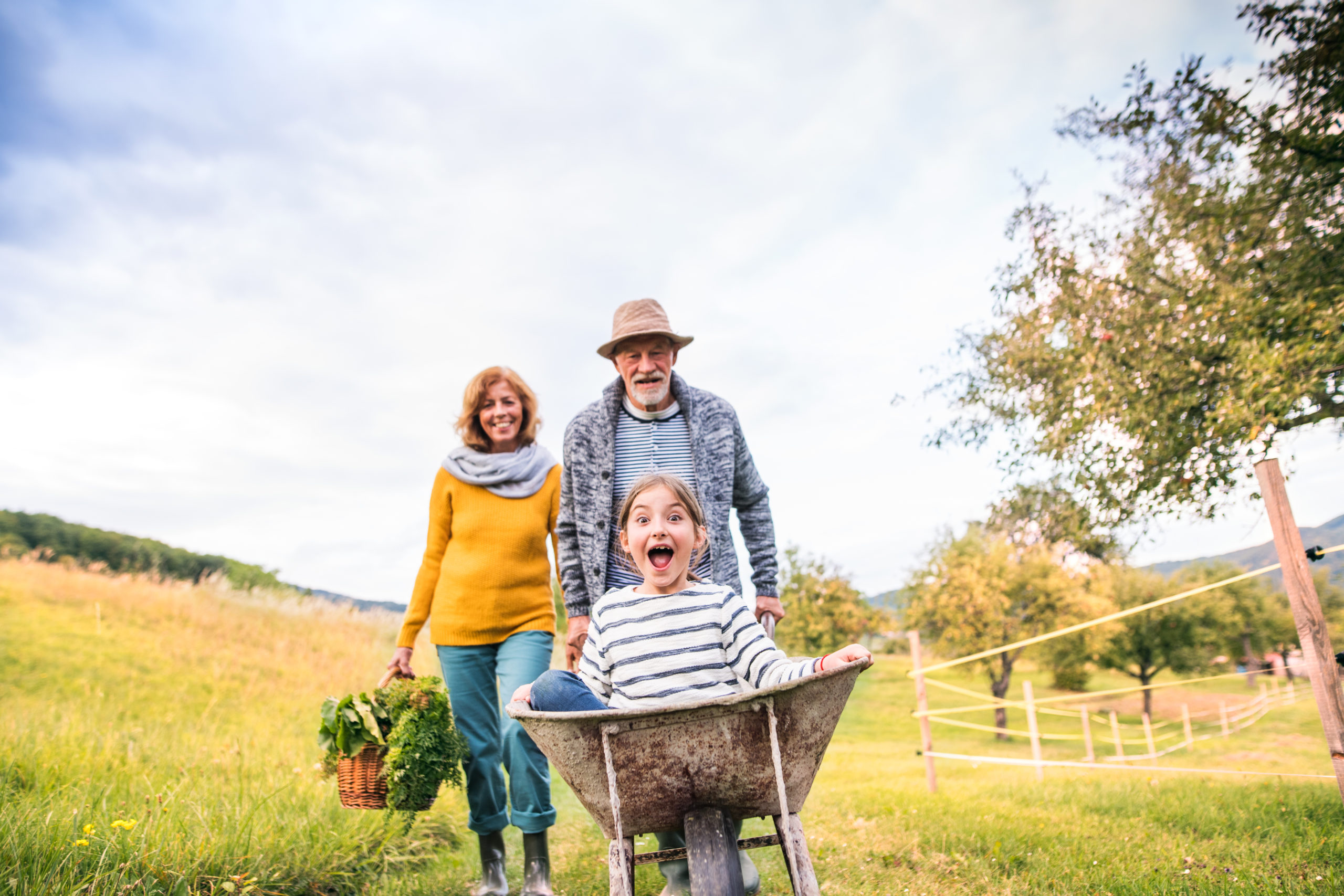 Senior couple with grandaughter gardening in the backyard garden. Happy healthy senior couple with their grandaughter harvesting vegetables on allotment. Man pushing small girl in a wheelbarrow, woman carrying vegetables in a basket.